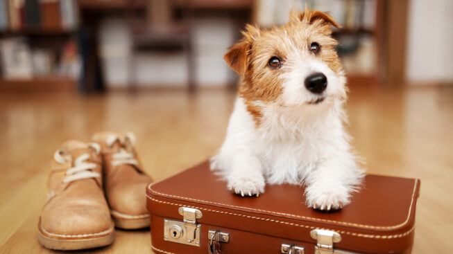 BEST FRIEND DOG & FRIEND